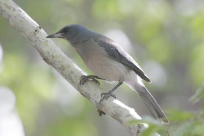 Mexican Jay-2.jpg