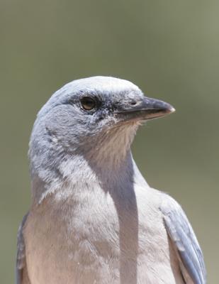 Mexican Jay-3.jpg