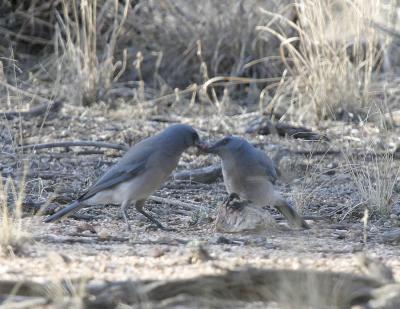Mexican Jays.jpg