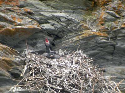 Ravens Nest.jpg