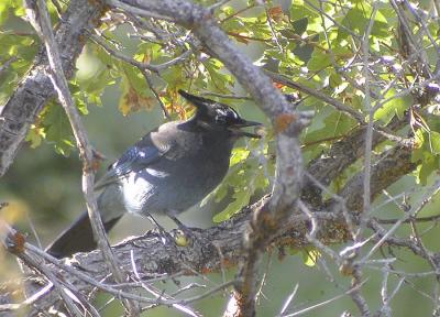 Stellers Jay-1.jpg