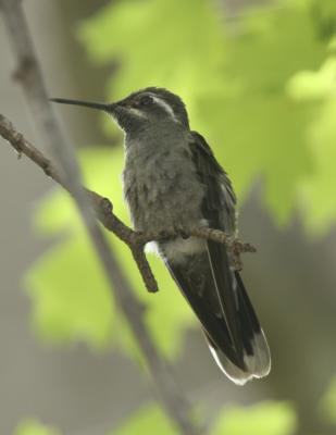 Blue-throated Hummingbird-1.jpg