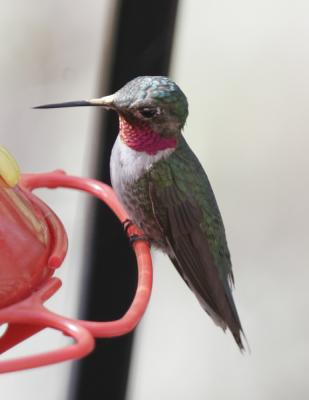 Broad-tailed Hummingbird-1.jpg