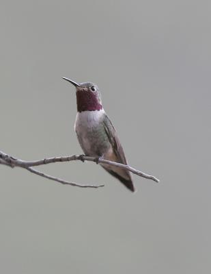 Broad-tailed Hummingbird-2.jpg