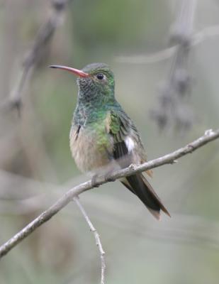 Buff-bellied Hummingbird-2.jpg