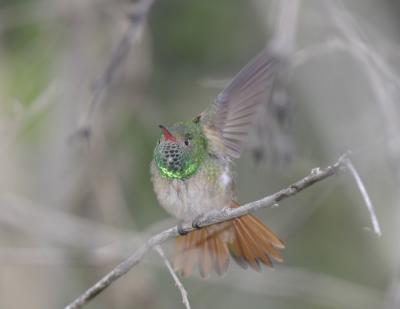 Buff-bellied Hummingbird-3.jpg