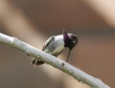 Costas Hummingbird-1.jpg