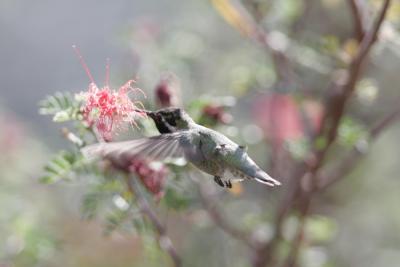 Costas Hummingbird-2.jpg
