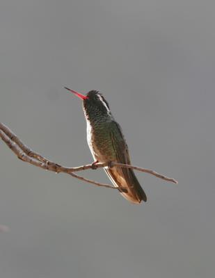 White-eared Hummingbird-4.jpg