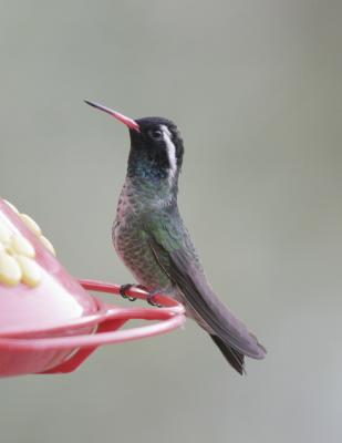 White-eared Hummingbird-5.jpg