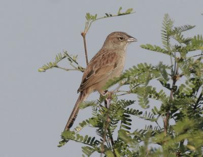 Botteris Sparrow-2-Madera Canyon, AZ