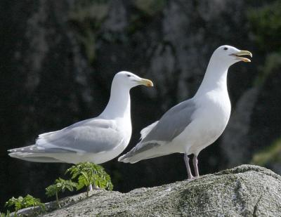 Glaucous-winged Gulls.jpg