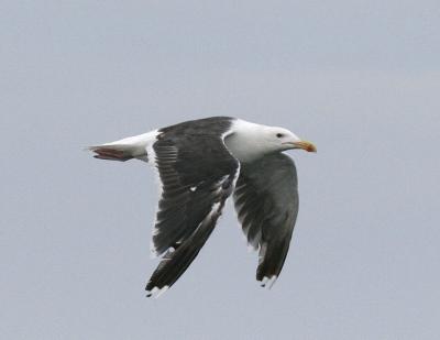 Greater Black-backed Gull-1.jpg