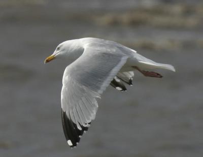 Herring Gull-1.jpg