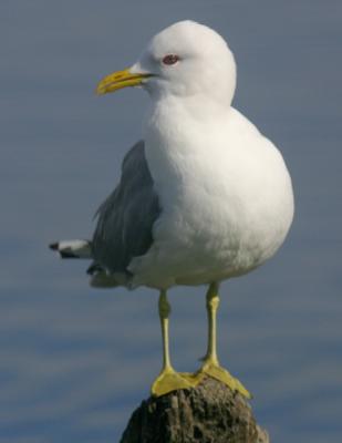 Mew Gull-1.jpg