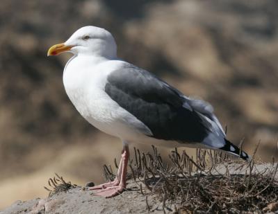 Western Gull-3.jpg