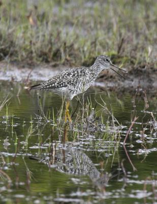 Greater Yellowlegs