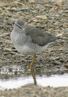 Grey-tailed Tatler