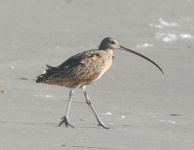 Long-billed Curlew