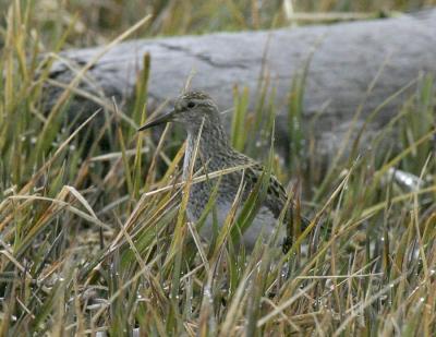 Pectoral Sandpiper-2.jpg