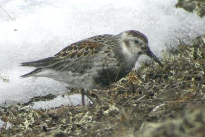 Rock Sandpiper