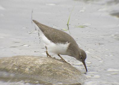 Spotted Sandpiper