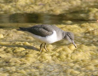 Spotted Sandpiper-2.jpg