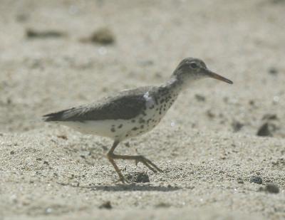 Spotted Sandpiper-3.jpg