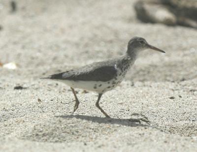 Spotted Sandpiper-4.jpg