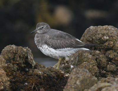 Surfbird-4.jpg