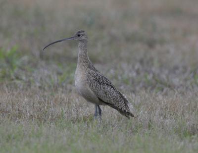 g4/77/608777/3/52550089.Whimbrel1.jpg