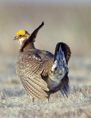 Lesser Prairie Chicken-7.jpg