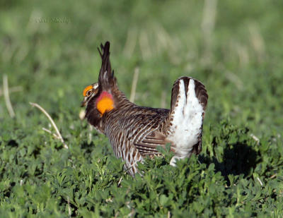 Greater Prairie Chicken-6.jpg