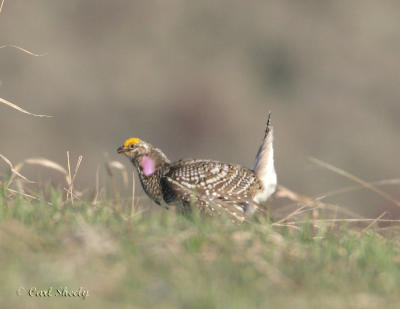 Sharp-tailed Grouse Lek