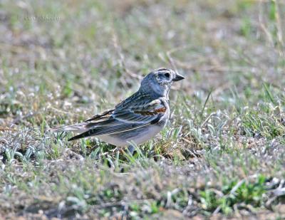 McCowns Longspur-3.jpg