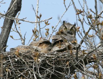 Great Horned Owls.jpg