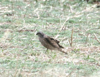 Sharp-shinned Hawk_Juv.jpg