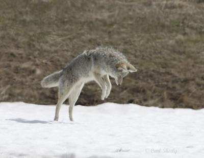Coyote-1.jpg
