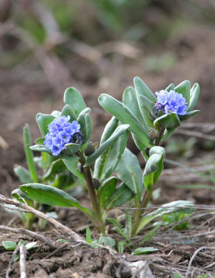 Blue Flower-unknownto me.jpg