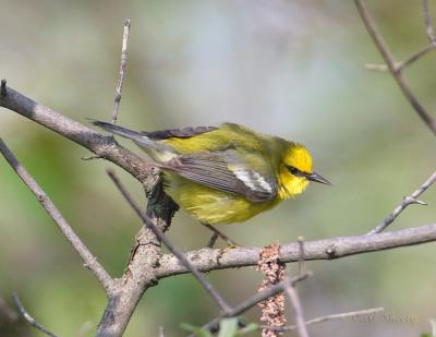 Blue-winged Warbler-3.jpg