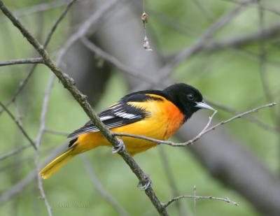 Baltimore Oriole-3.jpg