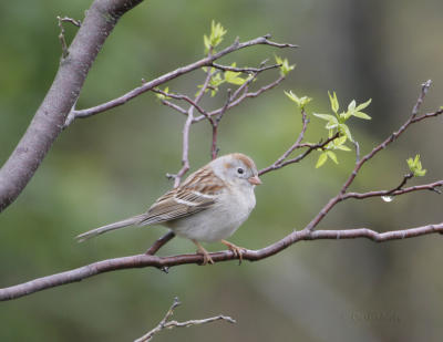 Field Sparrow-1.jpg