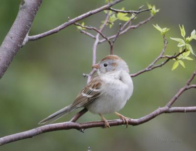 Field Sparrow-4.jpg