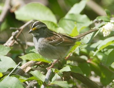White-throated Sparrow-3.jpg