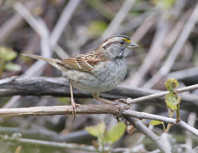 White-throated Sparrow-juv.jpg