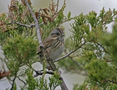 Lincolns Sparrow-3.jpg