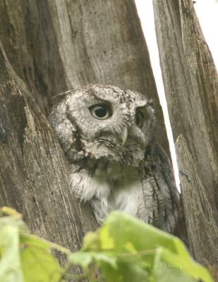 Eastern Screech Owl-1.jpg