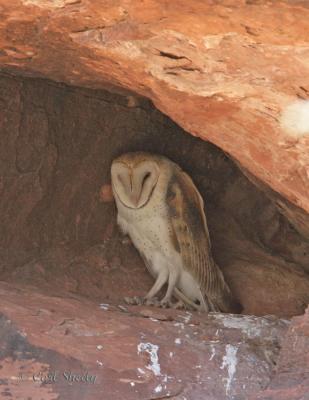 Barn Owl-2.jpg