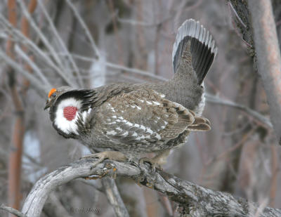 Dusky Grouse