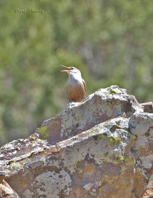 Canyon Wren-2.jpg